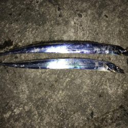 太刀魚、サゴシ